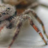 macro shot of spider